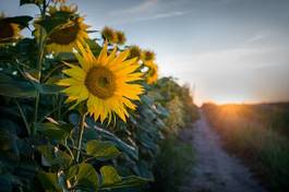 Fotoroleta pejzaż słońce pole rolnictwo kwiat
