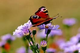 Naklejka kwiat natura motyl kolorowy częsty