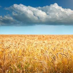 Fotoroleta ziarno lato wieś pszenica zboże