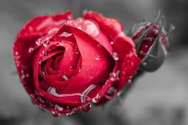 Fototapeta kwitnący woda rosa