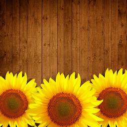 Plakat obraz słońce natura słonecznik