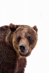 Fototapeta niedźwiedź ładny ssak azja natura