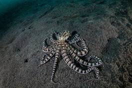 Naklejka indonezja podwodne wzór