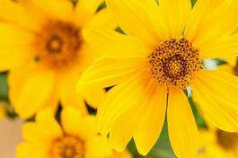 Fotoroleta piękny słońce wzór roślina kwiat