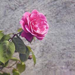 Fotoroleta roślina kwiat vintage lato piękny