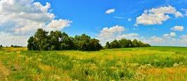 Obraz na płótnie trawa niebo pejzaż wiejski las