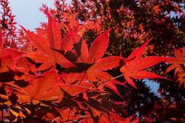 Fotoroleta jesień natura drzewa słońce japoński