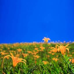 Fotoroleta pyłek piękny kwiat słońce kwitnący