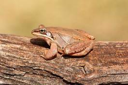 Naklejka żaba dziki gad natura