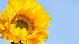 Obraz na płótnie rolnictwo słońce roślina słonecznik olej