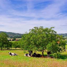 Fotoroleta bydło krowa ranczo wieś wiejski