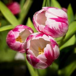 Naklejka tulipan kwitnący piękny kwiat