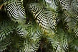 Naklejka natura dżungla tropikalny brazylia palma