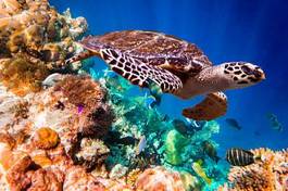 Fototapeta zwierzę tropikalny morze podwodne natura