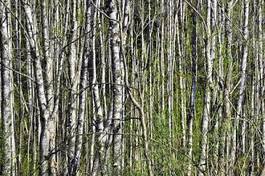 Fototapeta spokojny brzoza las