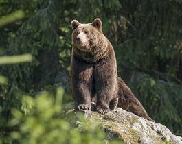 Fototapeta niedźwiedź zwierzę las dziki ssak