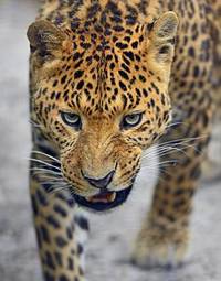 Fototapeta afryka dzikie zwierzę zwierzę ssak