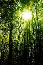 Plakat bambus las tropikalny roślina