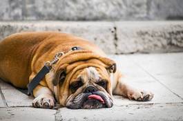 Fototapeta smutny brytyjski bulldog