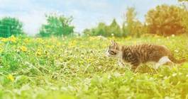 Naklejka kociak biegnący po trawie