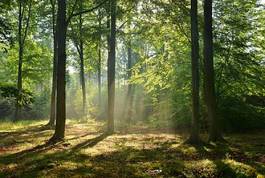 Fotoroleta park roślina las świt słońce