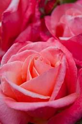 Naklejka fuksja rose naszyjnik garden