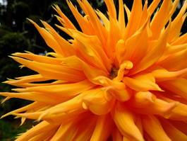 Fotoroleta roślina kwiat piękny dalia natura