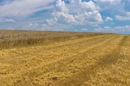 Naklejka lato pole pszenica ukraina wiejski
