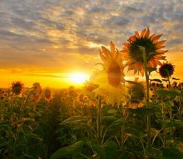 Fotoroleta wieś łąka słonecznik kwiat wiejski