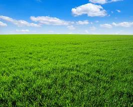 Fototapeta trawa rolnictwo niebo