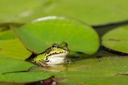 Fotoroleta żaba płaz woda