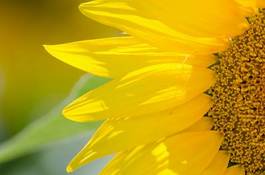 Obraz na płótnie słonecznik rolnictwo kwiat