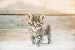 Plakat mały kotek