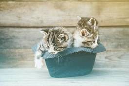 Fotoroleta cztery kociaki na łące