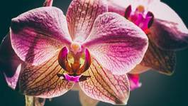 Obraz na płótnie storczyk miłość kwiat spokojny tropikalny
