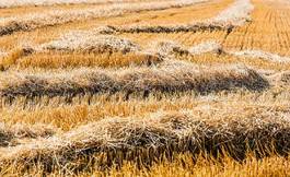 Fotoroleta rolnictwo krajobraz pole pszenica dojrzały