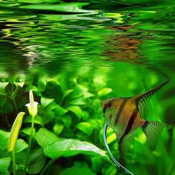 Fotoroleta mężczyzna tropikalna ryba kwiat
