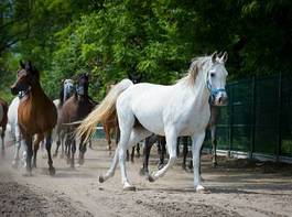 Plakat zwierzę arabian koń wioska bieg