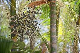 Fotoroleta drzewa świeży tropikalny palma
