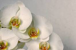Fotoroleta piękny gałązka roślina storczyk tropikalny