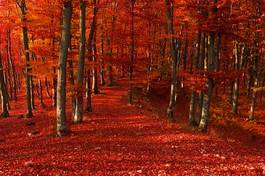 Naklejka las jesień natura pejzaż drzewa