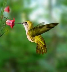 Fototapeta ptak kwiat las