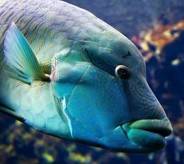 Naklejka ryba morze rafa podwodne