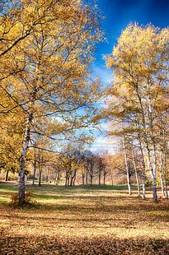 Fotoroleta drzewa jesień natura