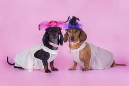 Fotoroleta ubrania dla psów
