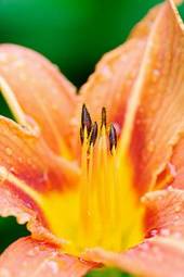 Fotoroleta pyłek kwiat ogród