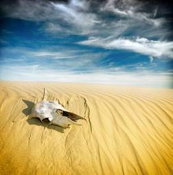 Fototapeta niebo zwierzę afryka wydma pustynia