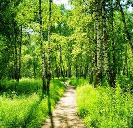 Obraz na płótnie świeży lato ścieżka las