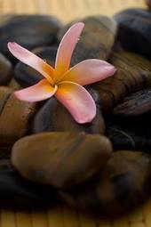 Naklejka aromaterapia egzotyczny kwiat azja