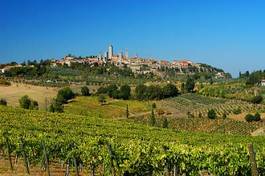 Naklejka wieś winorośl toskania